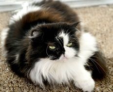 Beautiful and colorful Himalayan Persian cat