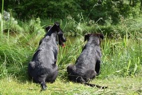 two black dogs near the pond