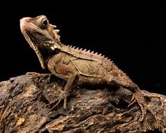 gecko on a wooden trunk