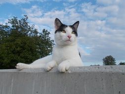 black and white cat lies on the parapet