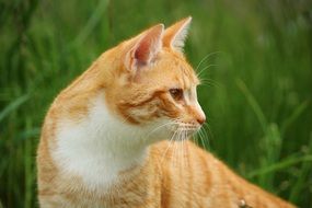 young red and white cat