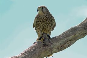 perched kestrel