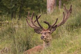 Red deer in a forest