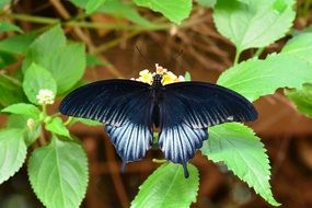 Beautiful Scarlet Mormon butterfly