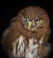 striking Pygmy Owl