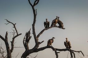 vultures sit on a bare tree