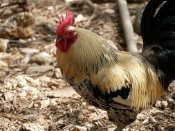 cock