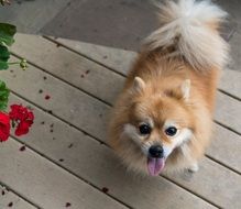 photo of pomeranian spitz-dog