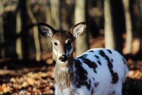 spotted deer in wildlife close-up on blurred background