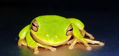 closeup of an american green tree frog