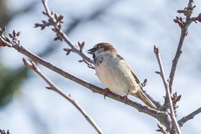 sparrow on a tree branch in winter