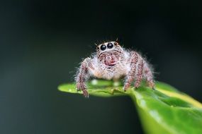 fluffy jumping spider