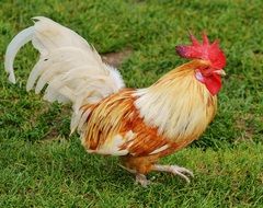 beautiful rooster in wildpark poing