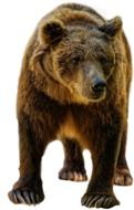 brown bear on white background
