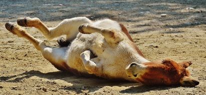 frolicking donkey in the hellabrunn zoo