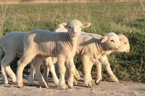 a herd of young lambs is walking in the field