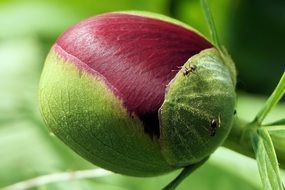 red and green Peony bud