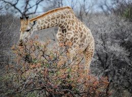 Giraffe Eating leaves of shrub