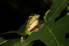 Emerald-Eyed Tree Frog