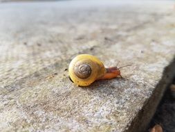 yellow Snail on Concrete surface