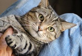 Cat in supine position
