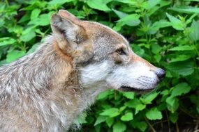 wolf in profile close up