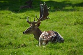 cute lovely Hirsch