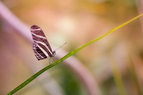 striped butterfly on a thin stalk of a plant