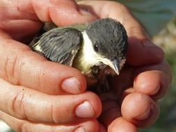 tiny chick in human hands