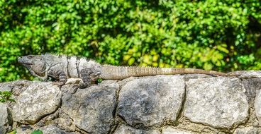 iguana on a stone wall