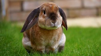Rabbit Garden