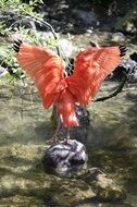 scarlet ibis with open wings