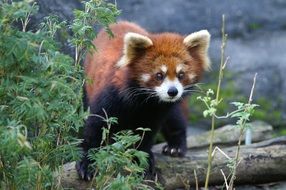 Red panda on a tree