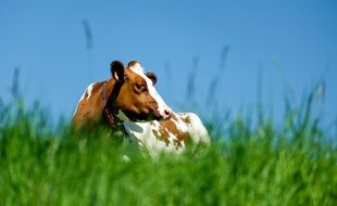 Cow Animal