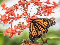 Butterfly on orange flower, Macro view