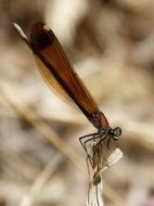 brown dragonfly close-up