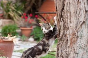 Bokeh photo of the cat and tree