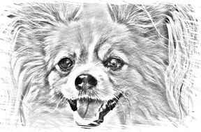 painted chihuahua
