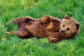 brown bear in the wildpark poing