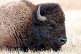 wonderful and beautiful Bison