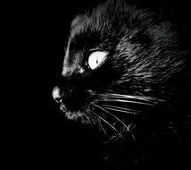 black cat in a black place