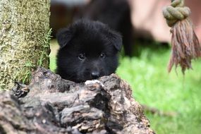 portrait of a belgian shepherd puppy among nature