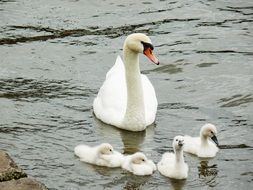 white swan with chicks on the water