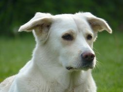 close up of a white dog head