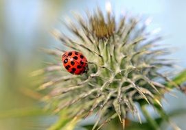 asian ladybug on the thistle