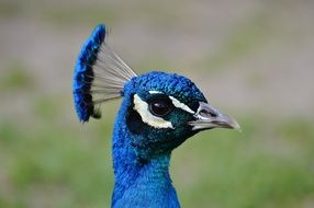 peacock feather has a beautiful dark blue color