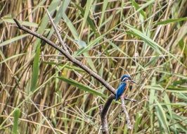 small blue kingfisher in wildlife