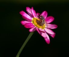 fly on a pink flower