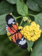 beautiful butterfly in the wild forest