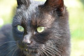 black cat with green eyes close up